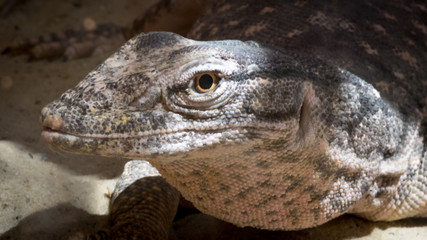 Reptiles of  Makhtesh Ramon, Israel