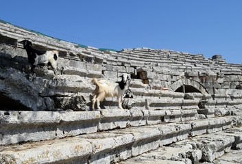 Goat in the ancient theater. Kaunos. Dalyan. Mugla. Turkey