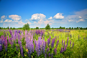 Beautiful rural landscape with purple flowers on a wild meadow - obrazy, fototapety, plakaty
