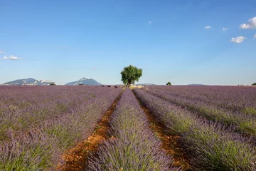 Gordijnen lavandes en Provence © litchi cyril