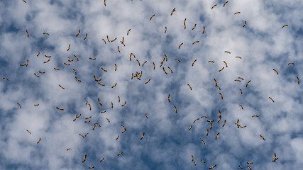 Stork Flock Migrating Over Mitzpe Ramon, Israel