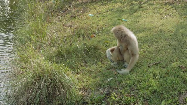 View lonely pileated gibbon in zoo