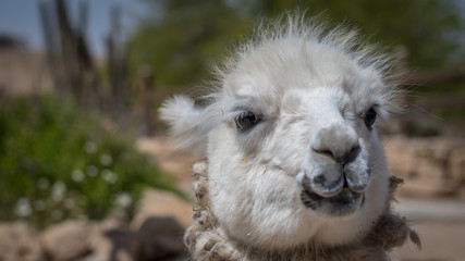 Alpaca Farm- Mizpe Ramon, Israel