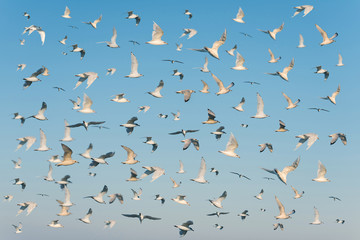 A lot of seagulls in the clear blue sky.