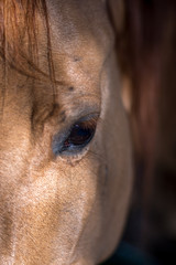 Horse Close Up- Israel