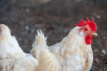 Huhn