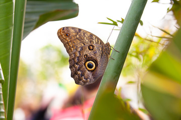Owl butterfly (caligo memnon) side view
