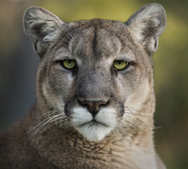 Mountain Lion Portrait