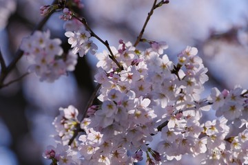 Cherry blossoms (Someiyoshino)
