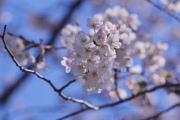 Cherry blossoms (Someiyoshino)
