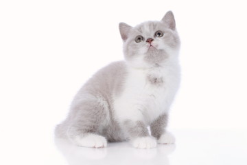 Fototapeta na wymiar Cute british shorthair kitten on white background