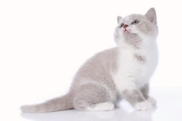 Cute british shorthair kitten on white background © absolutimages
