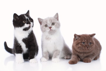 Three different british short hair kitten isolated