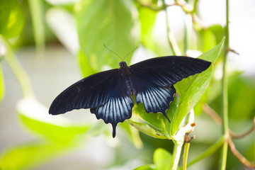 Common Mormon (Papilio polytes, Papilio Lowi) resting on a leaf