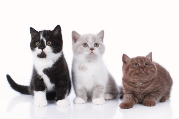 Fototapeta na wymiar Three different british short hair kitten isolated