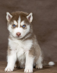 puppy Siberian husky on a brown background