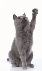Fototapete Katze Blaue britisch Kurzhaarkatze hebt ihre Pfote