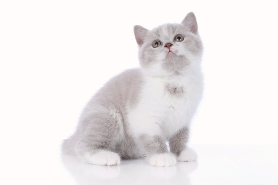 Cute british shorthair kitten on white background