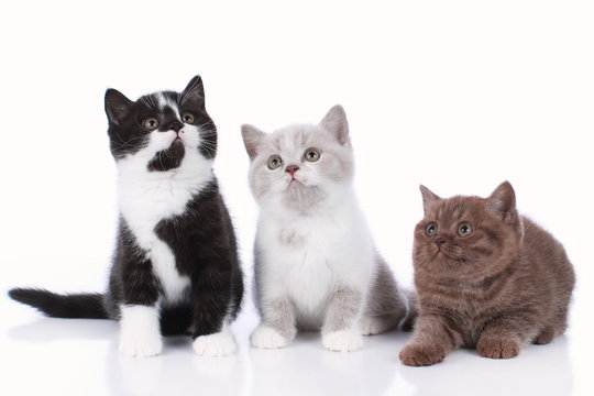 Three different british short hair kitten isolated