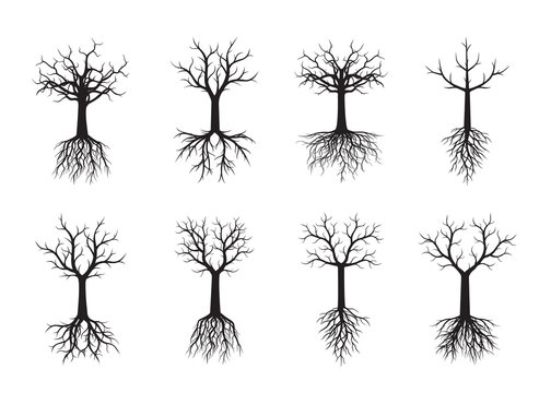 Set black naked Trees with Roots. Vector Illustration.