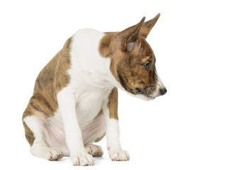 Basenji puppy in Studio on white background