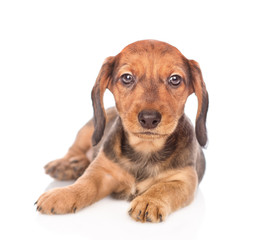 Dachshund puppy portrait. isolated on white background