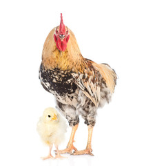 Rooster and chick together looking at camera. isolated on white background