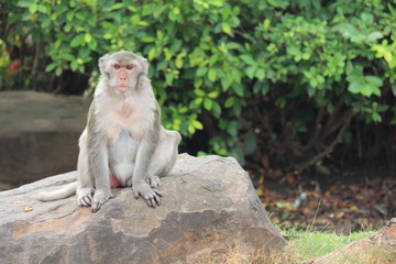 Monkey,  it is in the park at Thailand.