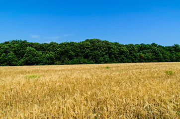 Field of ripe yellow wheat on summer