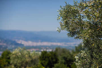 Olive tree on the background of the Greek city of Vergina