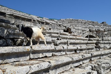 Goat in the ancient theater. Kaunos. Dalyan. Mugla. Turkey