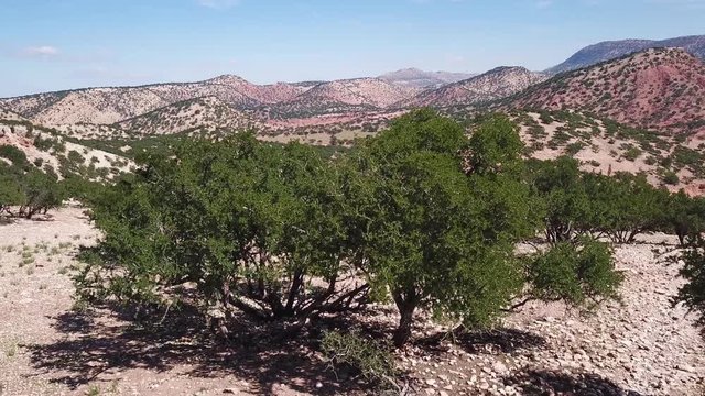 Aerial view on mountains with argan trees in their natural habitat - in Morocco, 4k