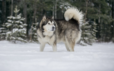 Alaskan Malamute in nature