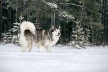 Alaskan Malamute in nature