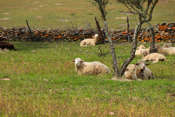 Flock of sheep in the field