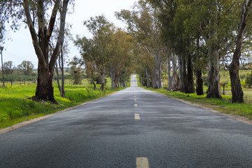 landscape of country road. Road tunnel of trees. Portugal