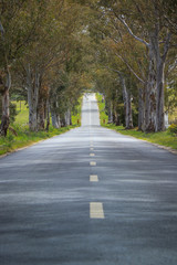 landscape of country road. Road tunnel of trees. Portugal