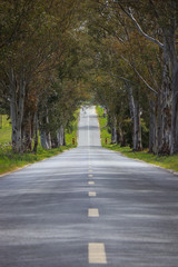 landscape of country road. Road tunnel of trees. Portugal