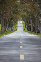 landscape of country road. Road tunnel of trees. Portugal
