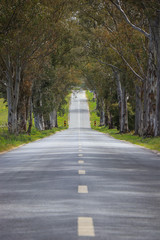 landscape of country road. Road tunnel of trees. Portugal