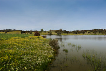 Colorful agricultural field with a lagoon in spring with blue sky in background. Portugal
