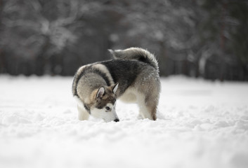 Alaskan Malamute in nature