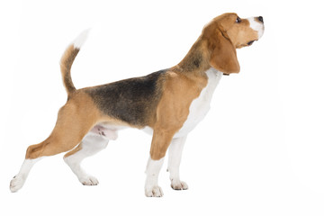 cute beagle dog isolated on white background