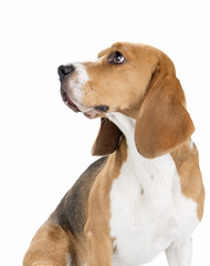 cute beagle dog isolated on white background