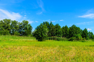 Obraz premium Wide green meadow