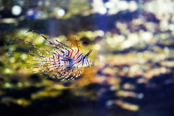 Fototapeta na wymiar Fish swimming in the lake water.