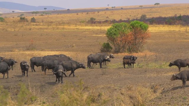 Cape Buffaloes with calf in Masai Mara