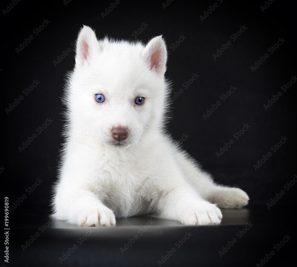 Sticker Puppy Siberian husky on a black background