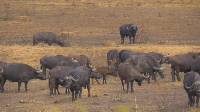 African buffaloes in Maasai Mara National Reserve