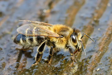 Macro photo bee that drinks water in springtime. Insects and water.